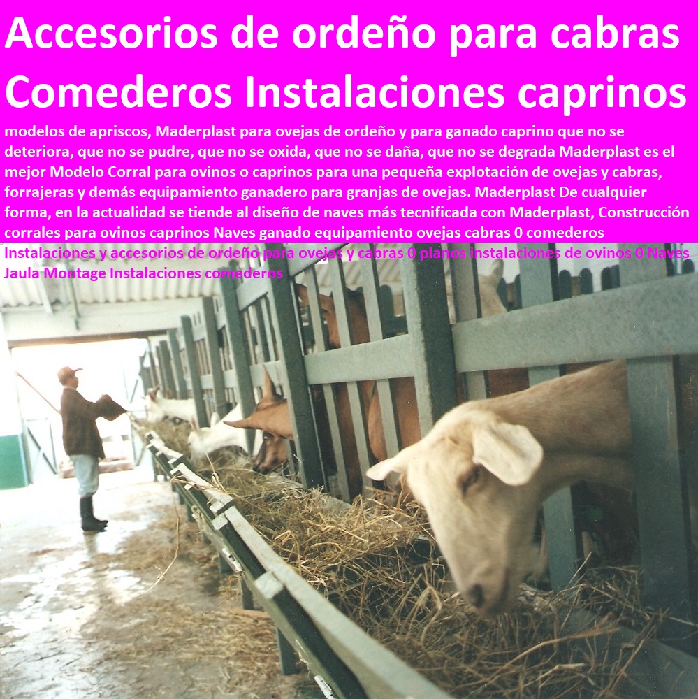 Construcción corrales para ovinos caprinos Naves ganado equipamiento ovejas cabras 0 comederos Instalaciones y accesorios de ordeño para ovejas y cabras 0 planos instalaciones de ovinos 0 Naves Jaula Montage Instalaciones comederos Construcción corrales para ovinos caprinos Naves ganado equipamiento corral de cabras apriscos corrales para caprinos estabulación ovejas cabras cabritos borregos chivos chivas, corralejas elevadas, apriscos estabulación de caprinos. planos de apriscos para cabras, establo para cabras, diseño de corrales para cabras, proyecto cabras lecheras en corral, corrales para cabras lecheras, ovejas cabras 0 comederos Instalaciones y accesorios de ordeño para ovejas y cabras 0 planos instalaciones de ovinos 0 Naves Jaula Montage Instalaciones comederos